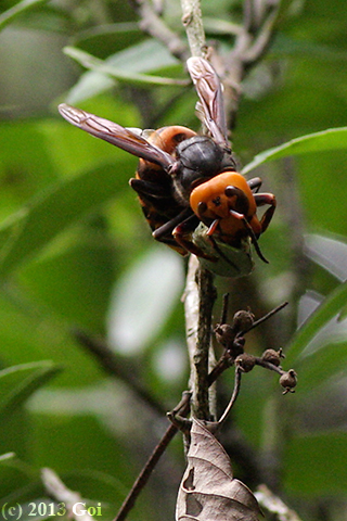 オオスズメバチ : An Asian Giant Hornet