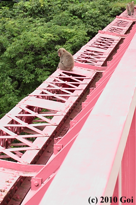 ニホンザル : Japanese Macaques