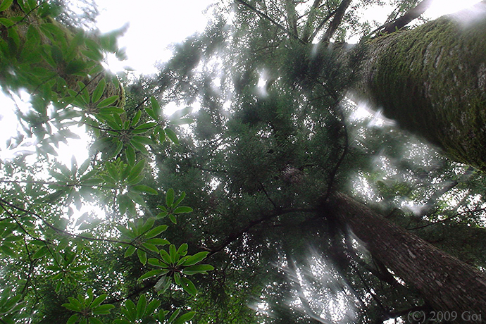 屋久島 : Yakushima