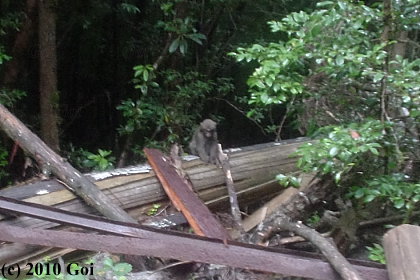 ヤクシマザル : A Yakushima Macaque