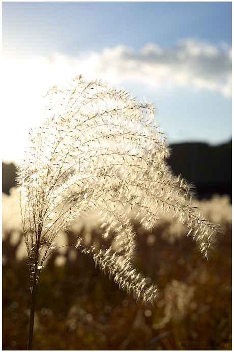 オギ : Amur Silver-grasses