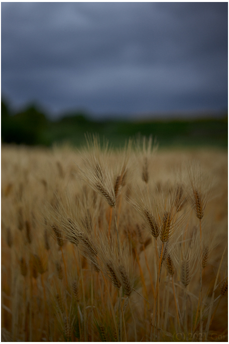 麦畑 : A Barley Field