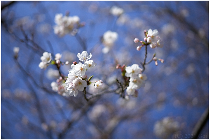 サクラ : Cherry Blossoms