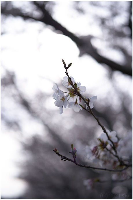 サクラ : Cherry Blossoms