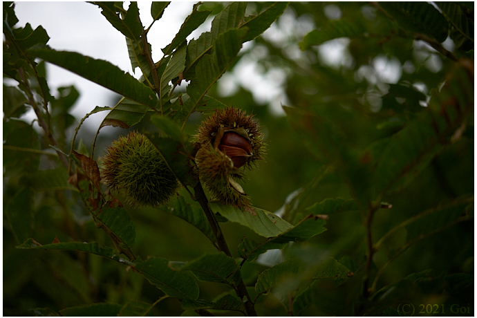 クリの木 : A Chestnut
