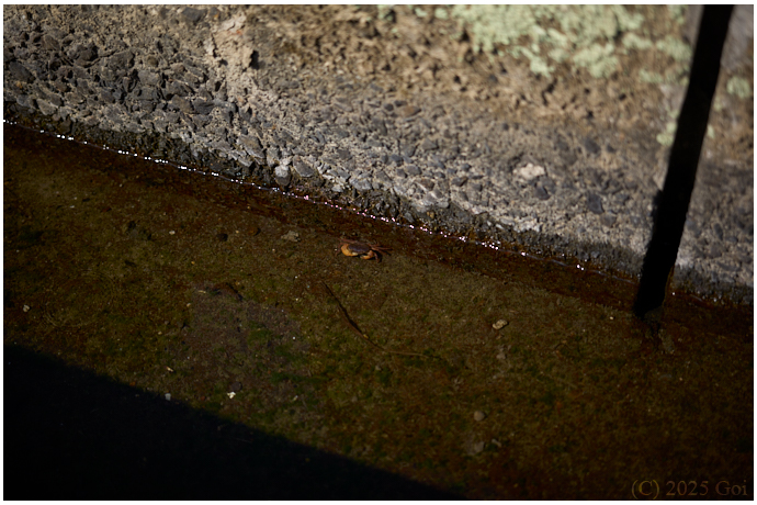 水路 (サワガニ) : A Ditch (A Japanese Freshwater Crab)
