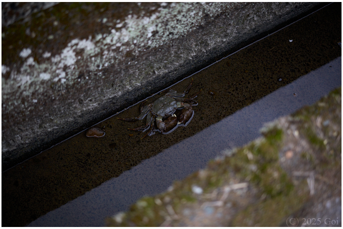 水路 (モクズガニ) : A Ditch (A Japanese Mitten Crab)
