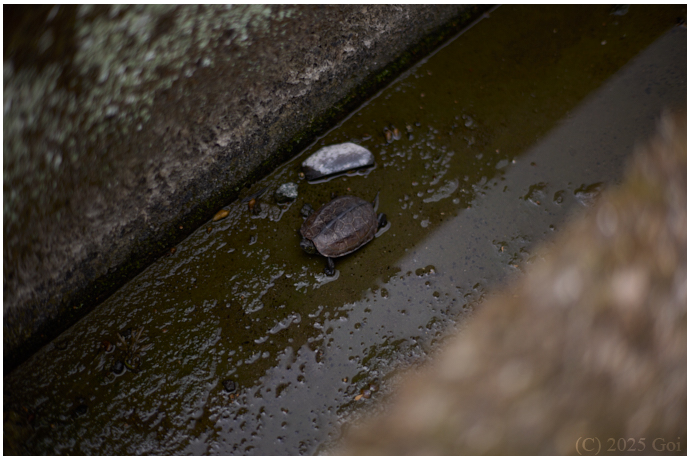 水路 (ニホンイシガメ) : A Ditch (A Japanese Pond Turtle)