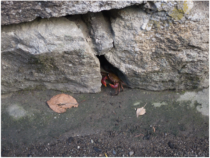 水路 (アカテガニ) : A Ditch (A Red-clawed Crab)