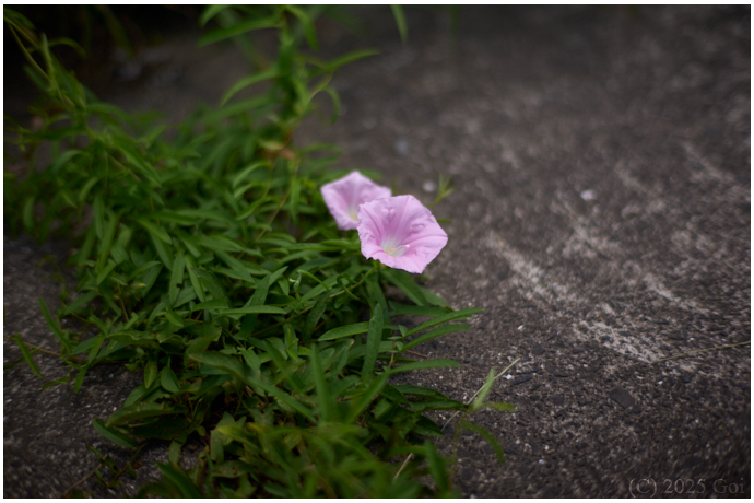 ヒルガオ : Japanese Bindweeds