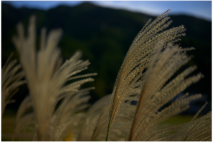 ススキ : Japanese Pampas Grass