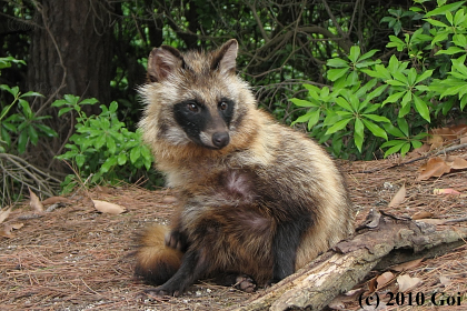ホンドタヌキ : A Japanese Raccoon Dog