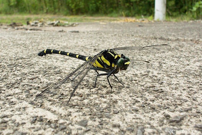 オニヤンマ : A Golden-ringed Dragonfly