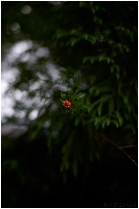 ザクロ : A Pomegranate