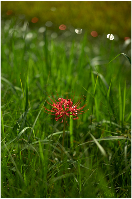 ヒガンバナ : A Red Spider Lily