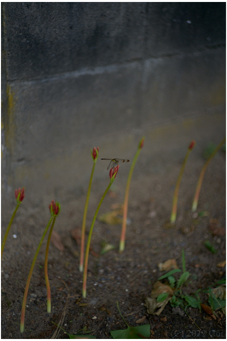 ヒガンバナ : Red Spider Lilies