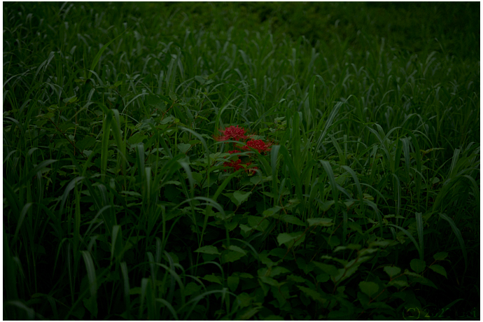 ヒガンバナ : Red Spider Lilies