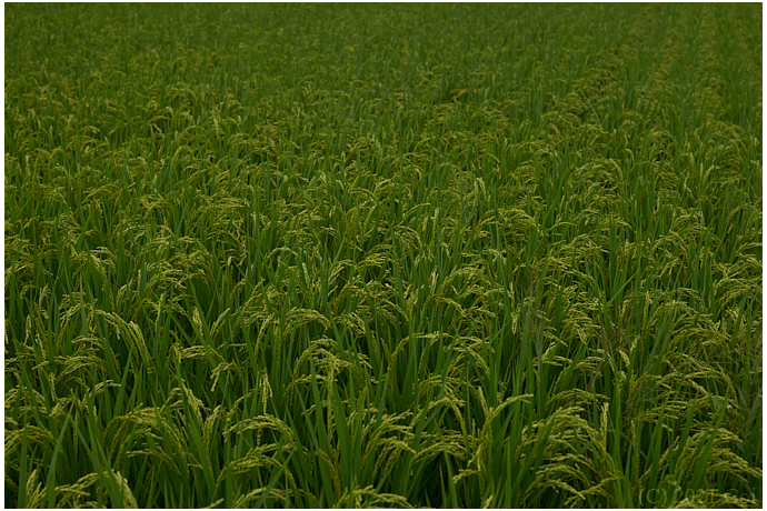 稲田 : A Rice Paddy