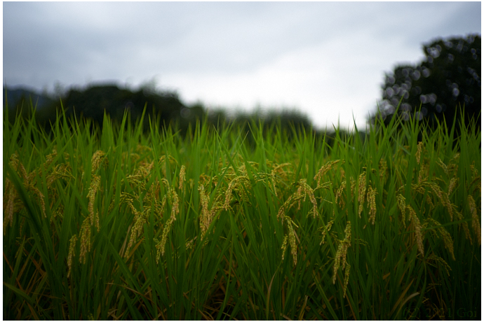 稲田 : A Rice Paddy