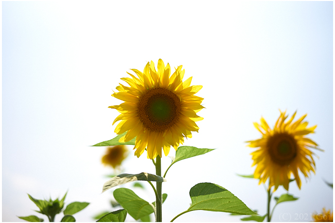 ヒマワリ : Sunflowers