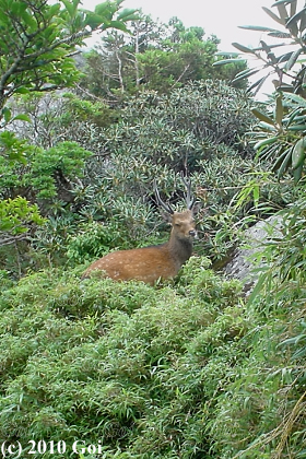 ヤクシカ : A Yaku-shika Deer