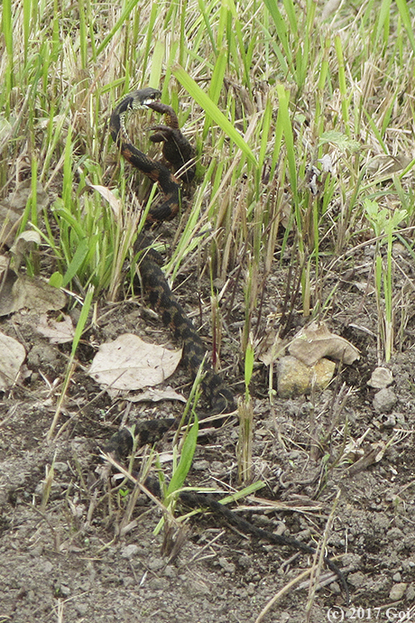 ヤマカガシ : A Tiger Keelback