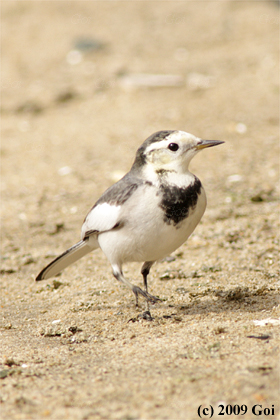 ホオジロハクセキレイ : An Amur Wagtail