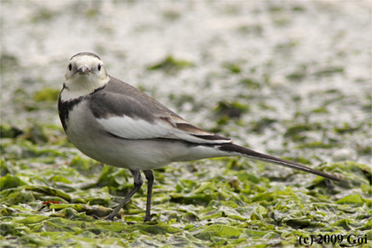 ホオジロハクセキレイ : An Amur Wagtail