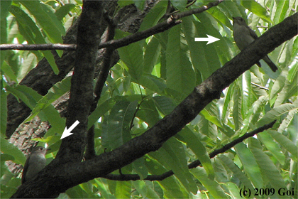 コサメビタキ : Asian Brown Flycatchers