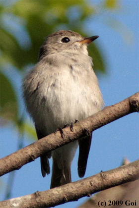 コサメビタキ : An Asian Brown Flycatcher