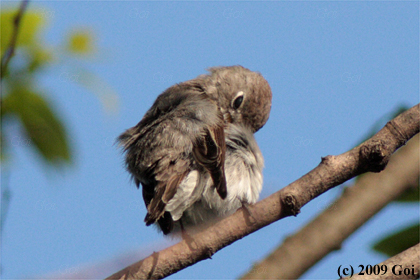 コサメビタキ : An Asian Brown Flycatcher