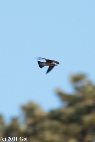 イワツバメ : An Asian House Martin