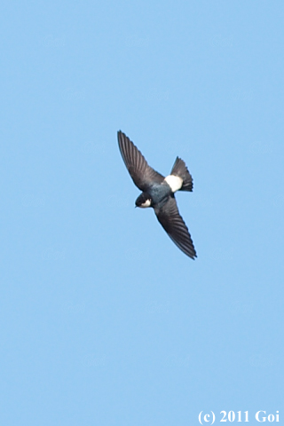 イワツバメ : An Asian House Martin