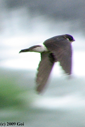 イワツバメ : An Asian House Martin