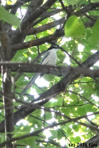 オナガ : An Azure-winged Magpie