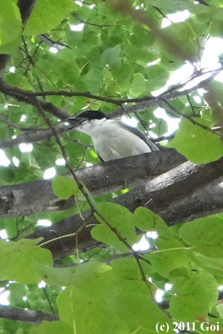 オナガ : An Azure-winged Magpie