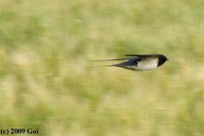 ツバメ : A Barn Swallow