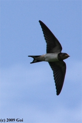 ツバメ : A Barn Swallow