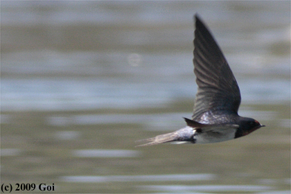 ツバメ : A Barn Swallow