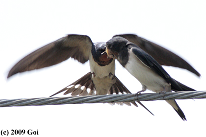 ツバメ : Barn Swallows