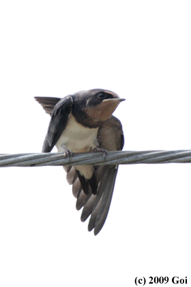 ツバメ : A Barn Swallow