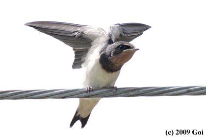 ツバメ : A Barn Swallow