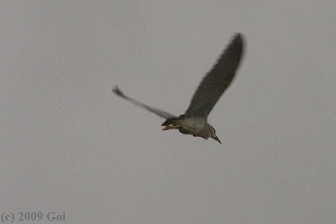 ゴイサギ : A Black-crowned Night Heron