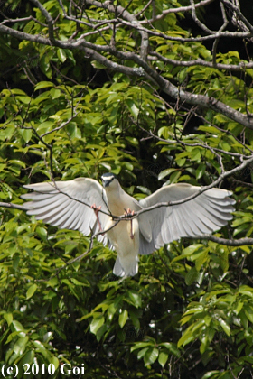 ゴイサギ : A Black-crowned Night Heron