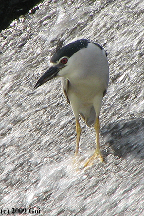 ゴイサギ : A Black-crowned Night Heron