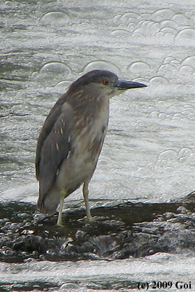 ゴイサギ : A Black-crowned Night Heron