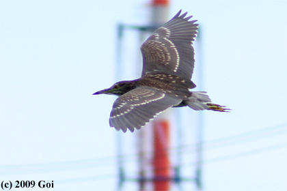 ゴイサギ : A Black-crowned Night Heron