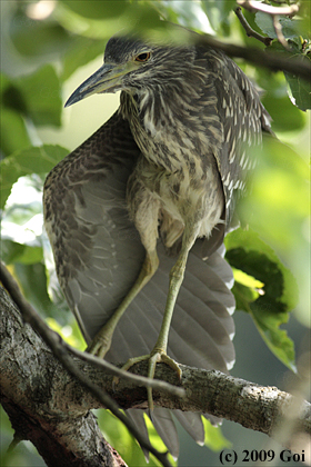 ゴイサギ : A Black-crowned Night Heron