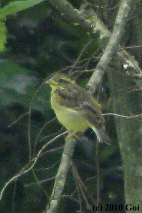 アオジ : A Black-faced Bunting