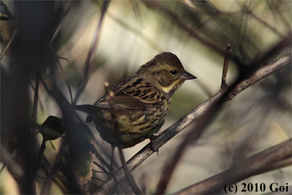 アオジ : A Black-faced Bunting